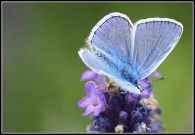 Common Blue 2010 - Malcolm Newland