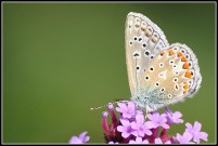 Common Blue 2010 - Malcolm Newland