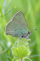 Green Hairstreak 2006 - Sandra Standbridge