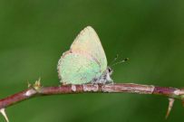 Green Hairstreak 2006 - Sandra Standbridge