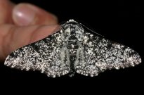 Peppered moth 2007 - Bob Hazra