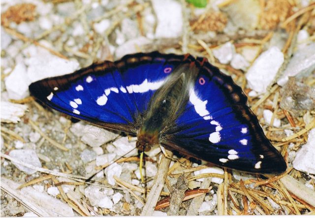 Purple Emperor Butterfly