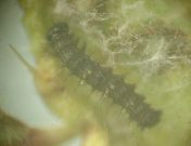 Painted Lady larva 23.5.03 - Andrew Middleton