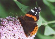 Red Admiral 2003 - Clive Burrows