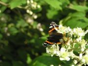 Red Admiral 2005 - Marion Moss