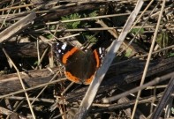 Red Admiral 2010 - Lee Hurrell