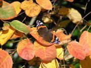 Red Admiral 2006 - Andrew Wood