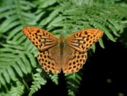 Silver-washed Fritillary 2002 - Nick Sampford