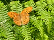 Silver-washed Fritillary 2003 - Malcolm Hull