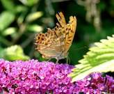 Silver-washed Fritillary 2004 - Douglas Penn