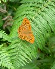 Silver-washed Fritillary 2005 - Steve Lane