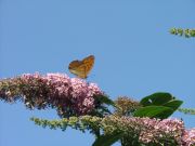 Silver-washed Fritillary 2006 - Chris Beach