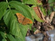 Silver-washed Fritillary 2006 - David Heath