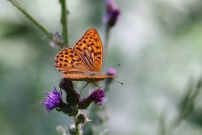 Silver-washed Fritillary 2006 - Glen Barnes