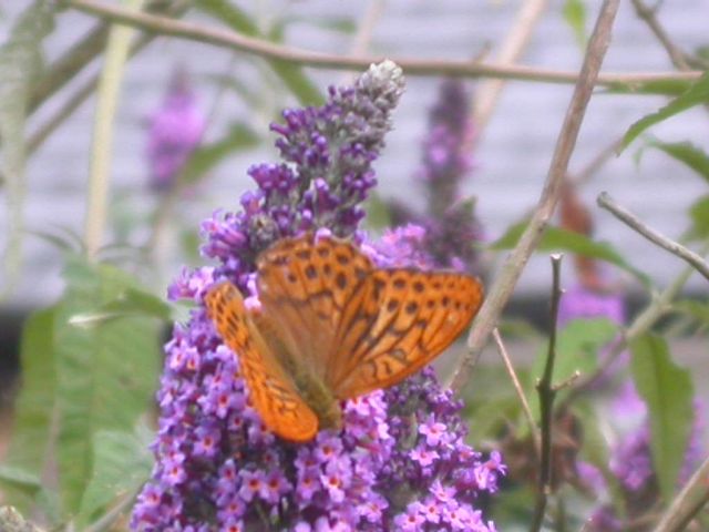 Silver Washed Fritillary 2006 - Malcolm Hull