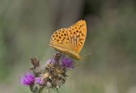 Silver-washed Fritillary 2006 - Phil Jeffrey