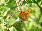 Silver-washed Fritillary 2006 - Steve Lane