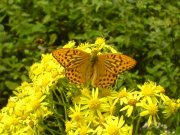 Silver-washed Fritillary 2007 - Darin Stanley