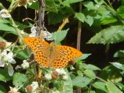 Silver-washed Fritillary - Paul Thrush