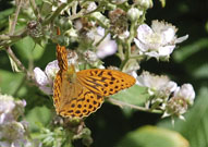 Silver-washed Fritillary 2008 - Bob Clift Silver-washed Fritillary 2008 - Bob Clift