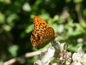 Silver-washed Fritillary 2008 - Clive Burrows Silver-washed Fritillary 2008 - Clive Burrows