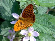 Silver-washed Fritillary 2008 - Darin Stanley