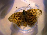 Silver-washed Fritillary 2008 - Michael Pearson Silver-washed Fritillary 2008 - Michael Pearson