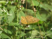 Silver-washed Fritillary 2009 - Marion Moss Silver-washed Fritillary 2009 - Marion Moss