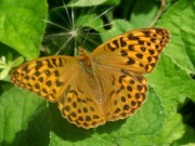 Silver-washed Fritillary 2010 - Alessandro Giusti