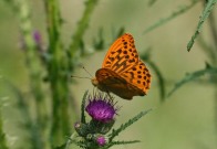 Silver-washed Fritillary 2010 - Clive Burrows Silver-washed Fritillary 2010 - Clive Burrows