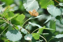 Silver Washed Fritillary 2010 - Phil MacMurdie Silver Washed Fritillary 2010 - Phil MacMurdie