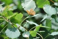 Silver-washed Fritillary 2010 - Phil MacMurdie