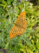 Silver-washed Fritillary 2010 - Paul Thrush