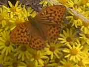 Silver-washed Fritillary 2010 - via Robert Watts