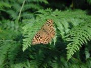 Silver-washed Fritillary 2001 - Nick Sampford