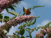 Silver-washed Fritillary 2006 - Chris Beach