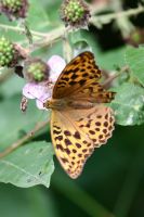 Silver-washed Fritillary 2006 - Glen Barnes