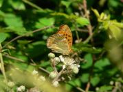 Silver-washed Fritillary 2006 - Steve Lane