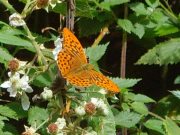 Silver-washed Fritillary - Paul Thrush