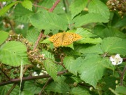 Silver-washed Fritillary 2010 - Paul Thrush