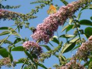 Silver-washed Fritillary 2006 - Chris Beach