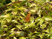 Silver-washed Fritillary 2006 - Steve Lane