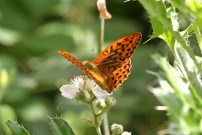 Silver-washed Fritillary 2008 - Glen Barnes