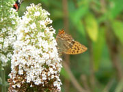 Silver-washed Fritillary 2006 - Steve Lane