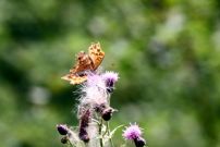 Silver-washed Fritillary 2006 - Glen Barnes