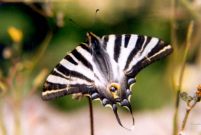 Scarce Swallowtail 2002 - Gavin Vicary