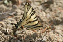 Scarce Swallowtail 2006 - Roger Gibbons