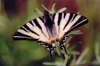 Scarce Swallowtail 2003 - Clive Burrows