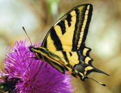 Southern Swallowtail 2003 - Clive Burrows