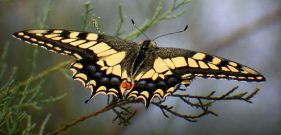 Swallowtail 2002 - Tristan Bantock